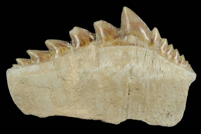 Fossil Cow Shark (Hexanchus) Tooth - Morocco #115822